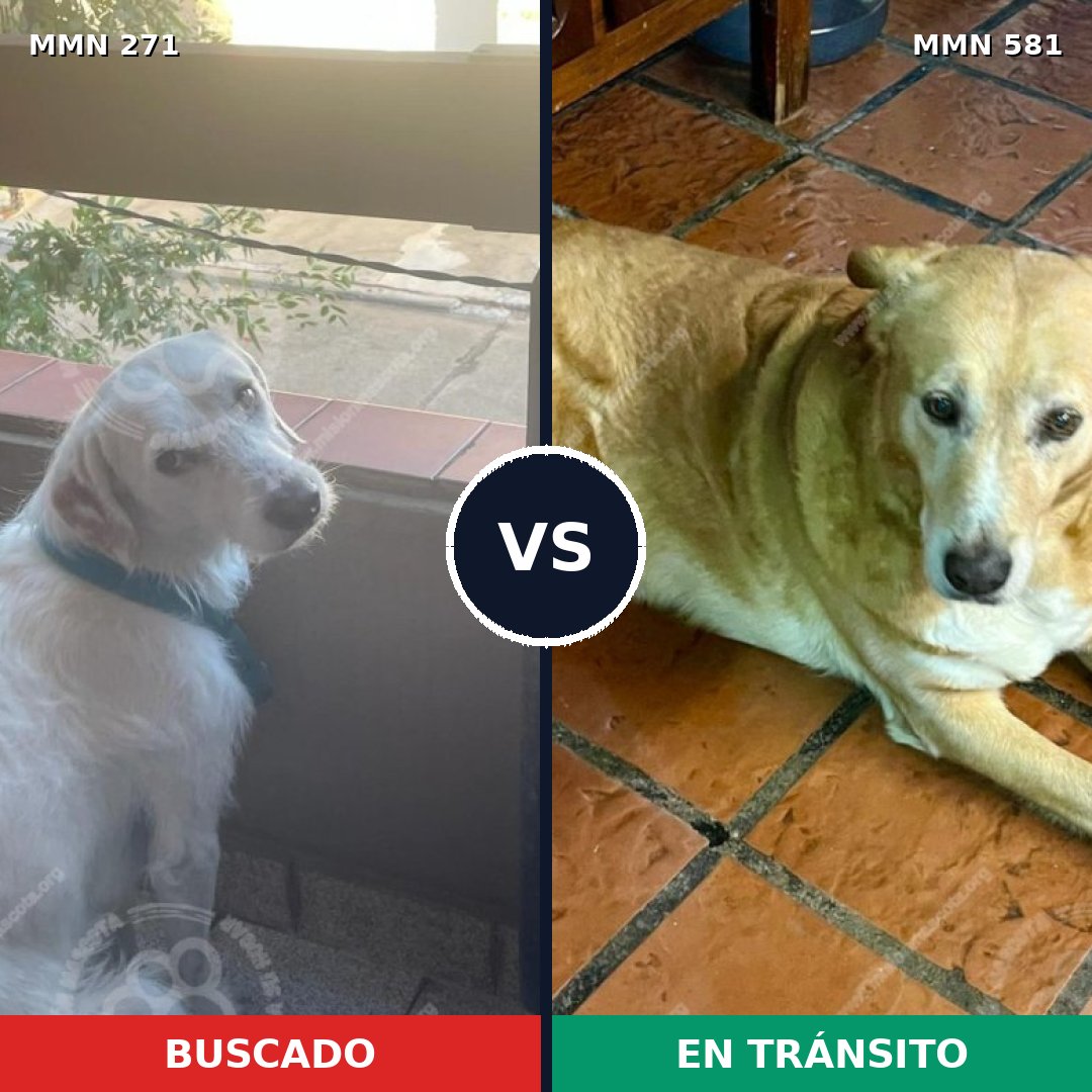 Comparativa MMS 18551: mascota perdida y mascota encontrada, 63% de similitud