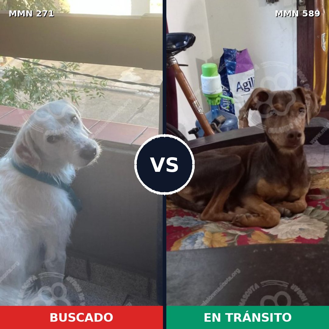Comparativa MMS 18552: mascota perdida y mascota encontrada, 49% de similitud