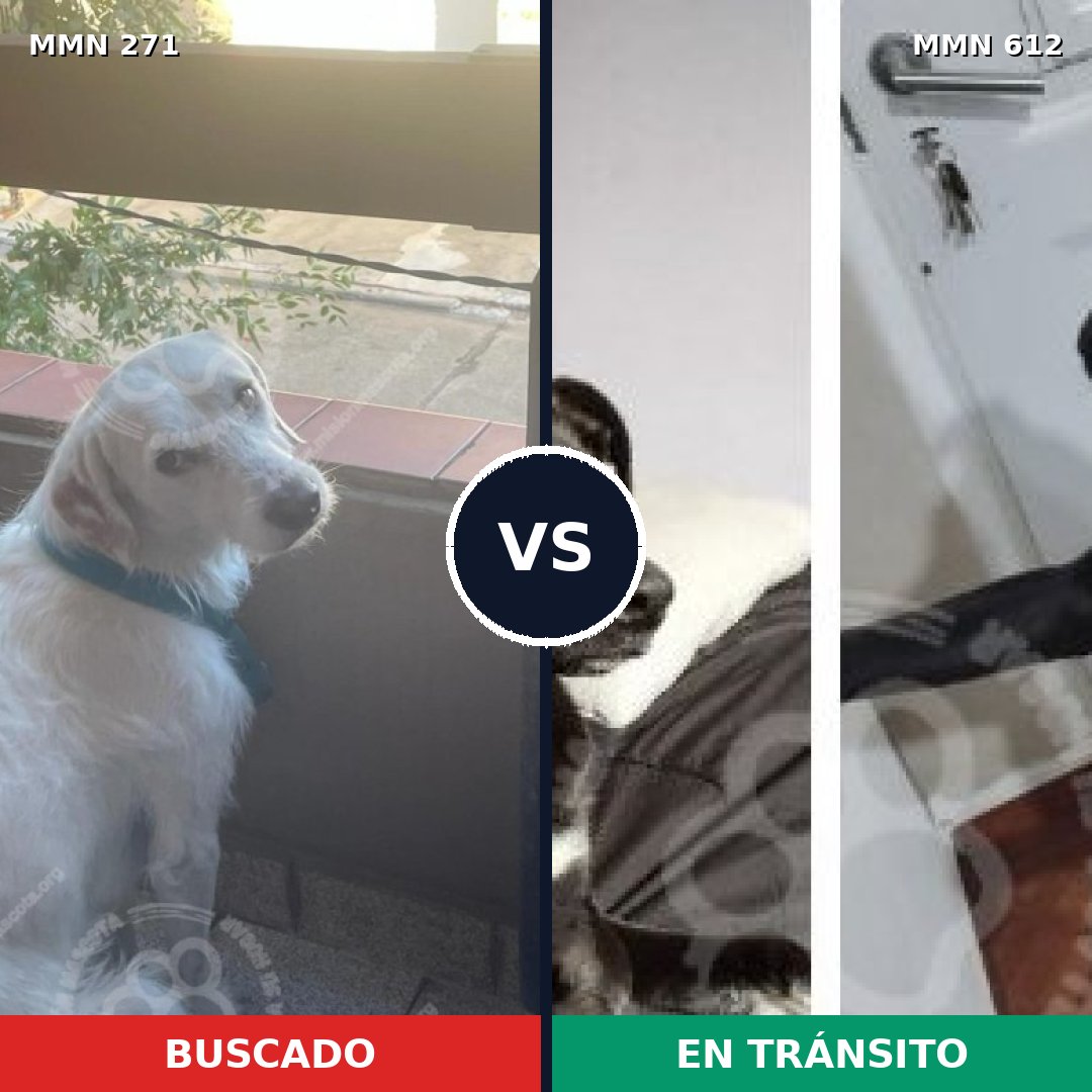 Comparativa MMS 18554: mascota perdida y mascota encontrada, 73% de similitud