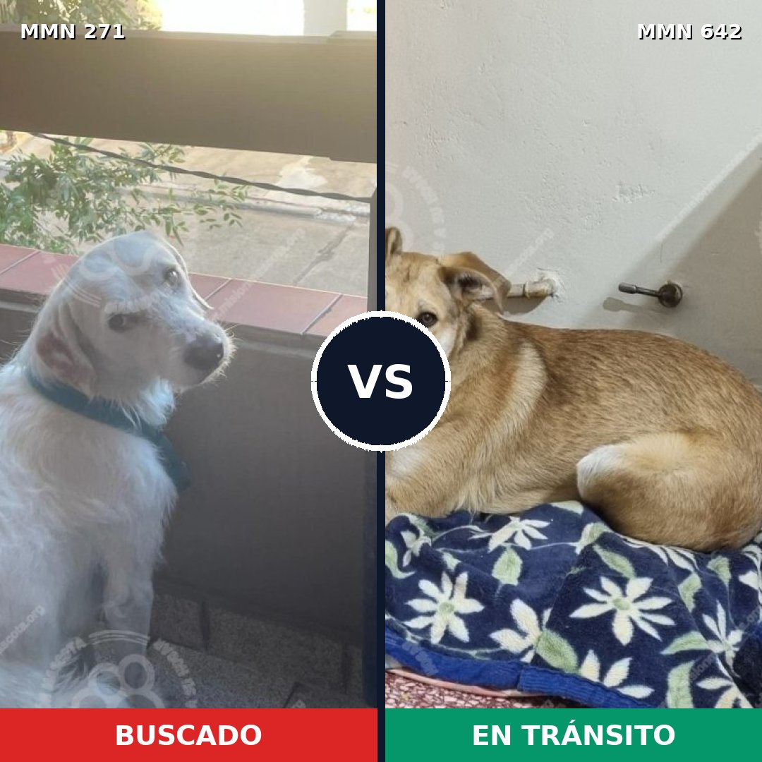 Comparativa MMS 18556: mascota perdida y mascota encontrada, 60% de similitud