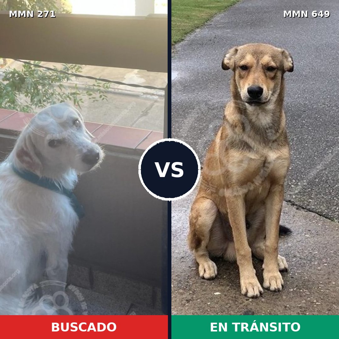 Comparativa MMS 18557: mascota perdida y mascota encontrada, 34% de similitud
