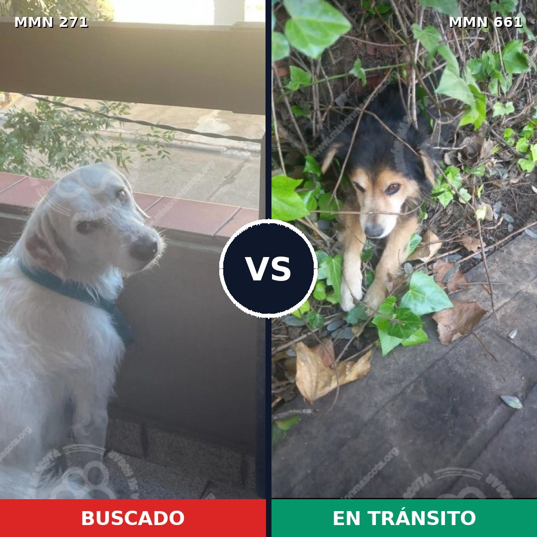Comparativa MMS 18558: mascota perdida y mascota encontrada, 34% de similitud