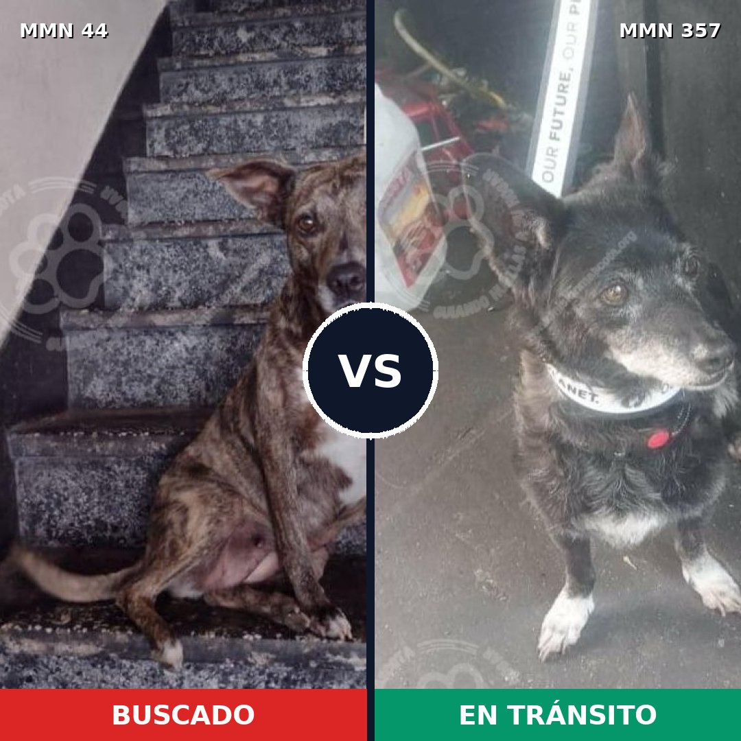 Comparativa MMS 1856: mascota perdida y mascota encontrada, 65% de similitud