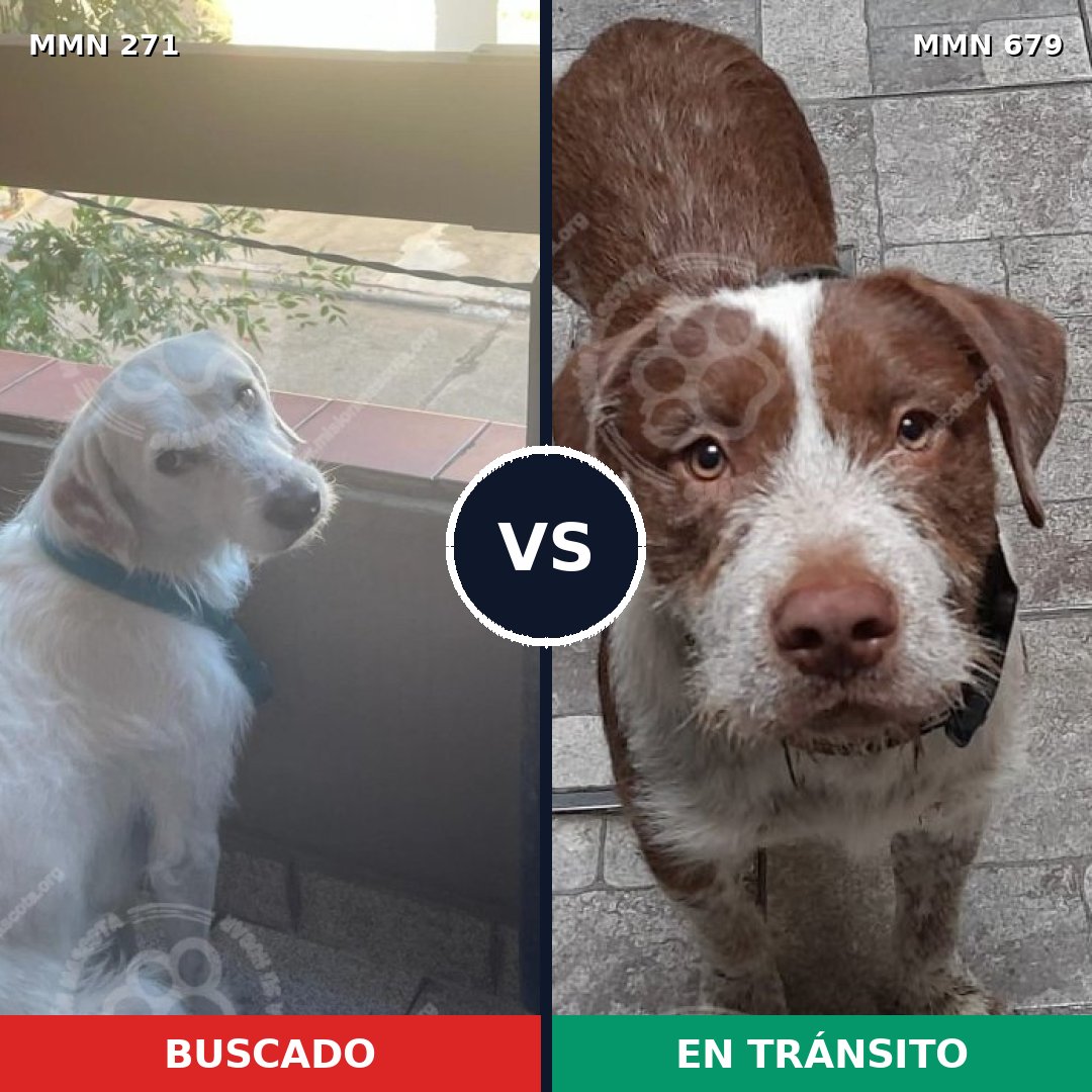 Comparativa MMS 18561: mascota perdida y mascota encontrada, 63% de similitud