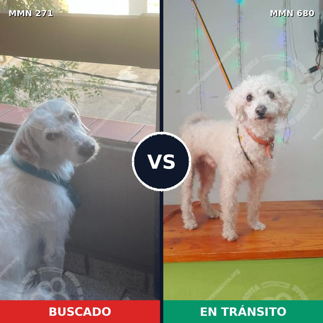 Comparativa MMS 18562: mascota perdida y mascota encontrada, 38% de similitud