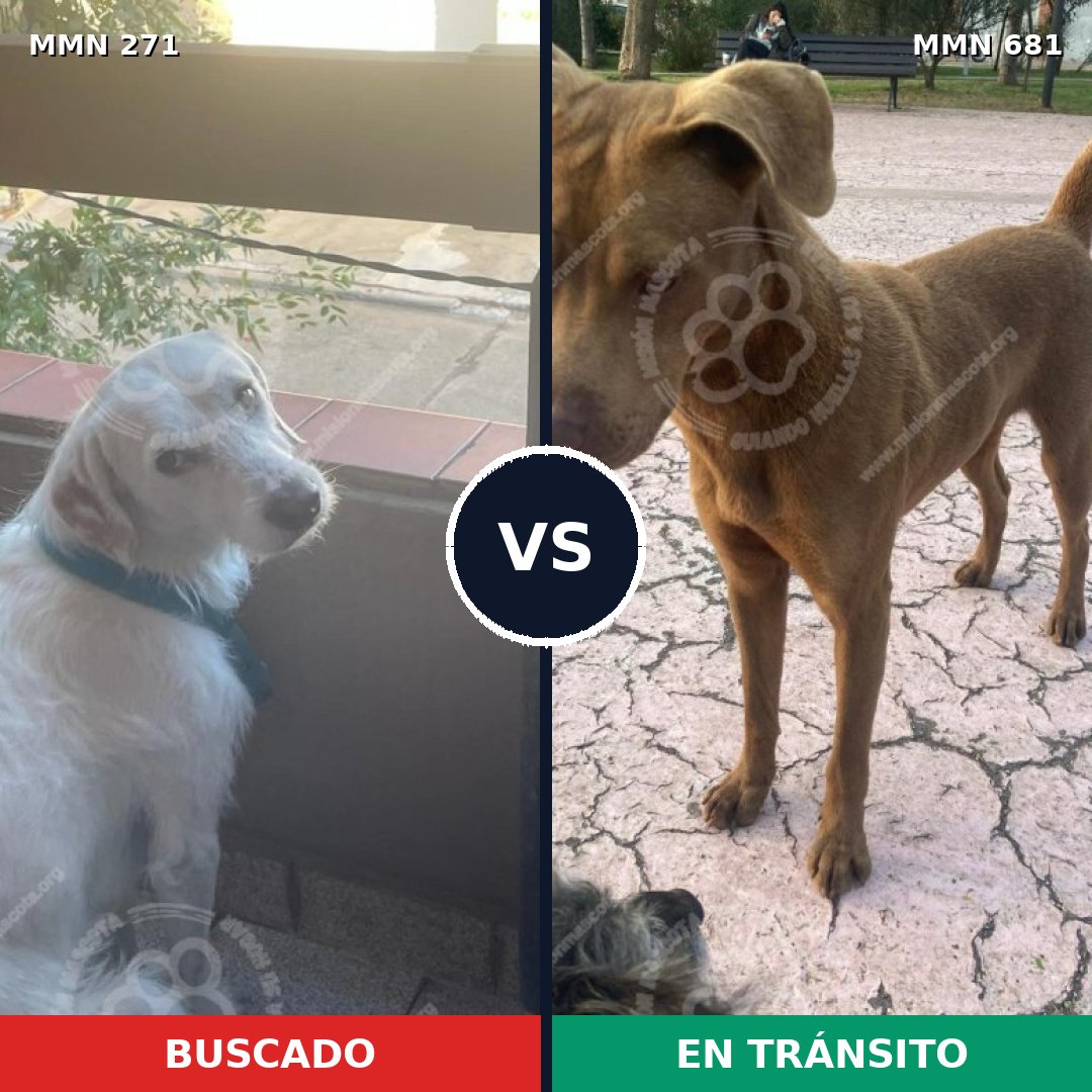 Comparativa MMS 18563: mascota perdida y mascota encontrada, 31% de similitud