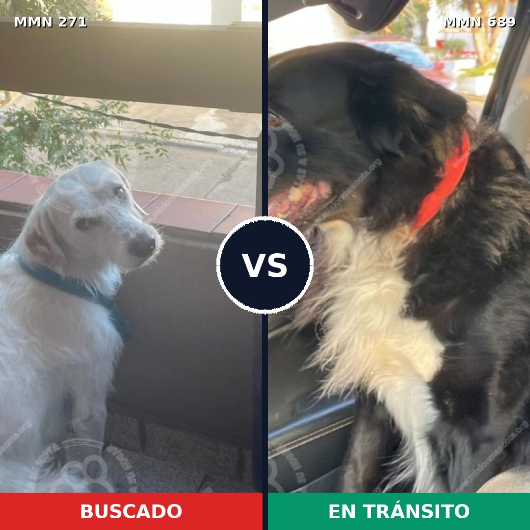 Comparativa MMS 18564: mascota perdida y mascota encontrada, 48% de similitud