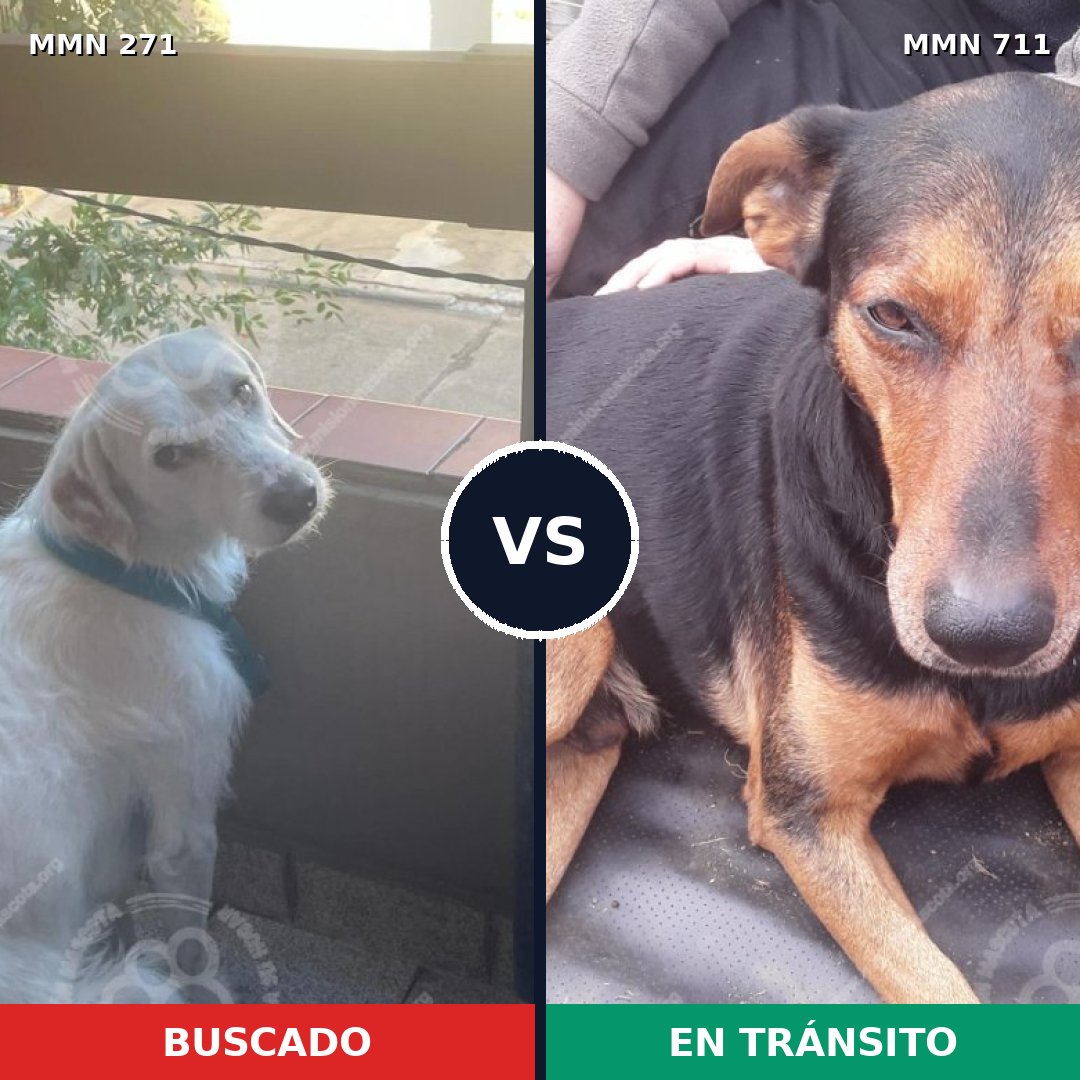 Comparativa MMS 18565: mascota perdida y mascota encontrada, 51% de similitud