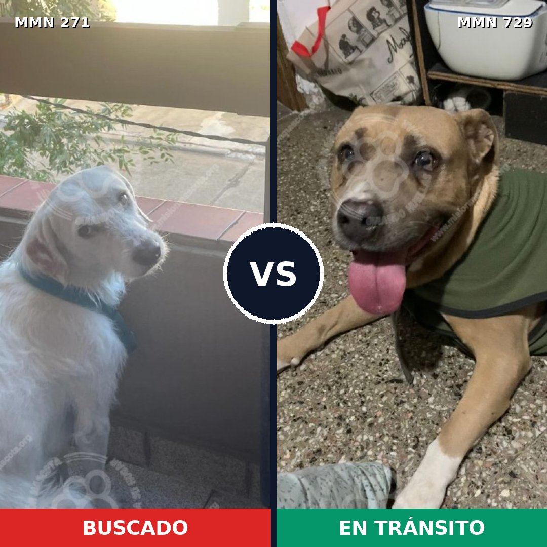 Comparativa MMS 18567: mascota perdida y mascota encontrada, 37% de similitud