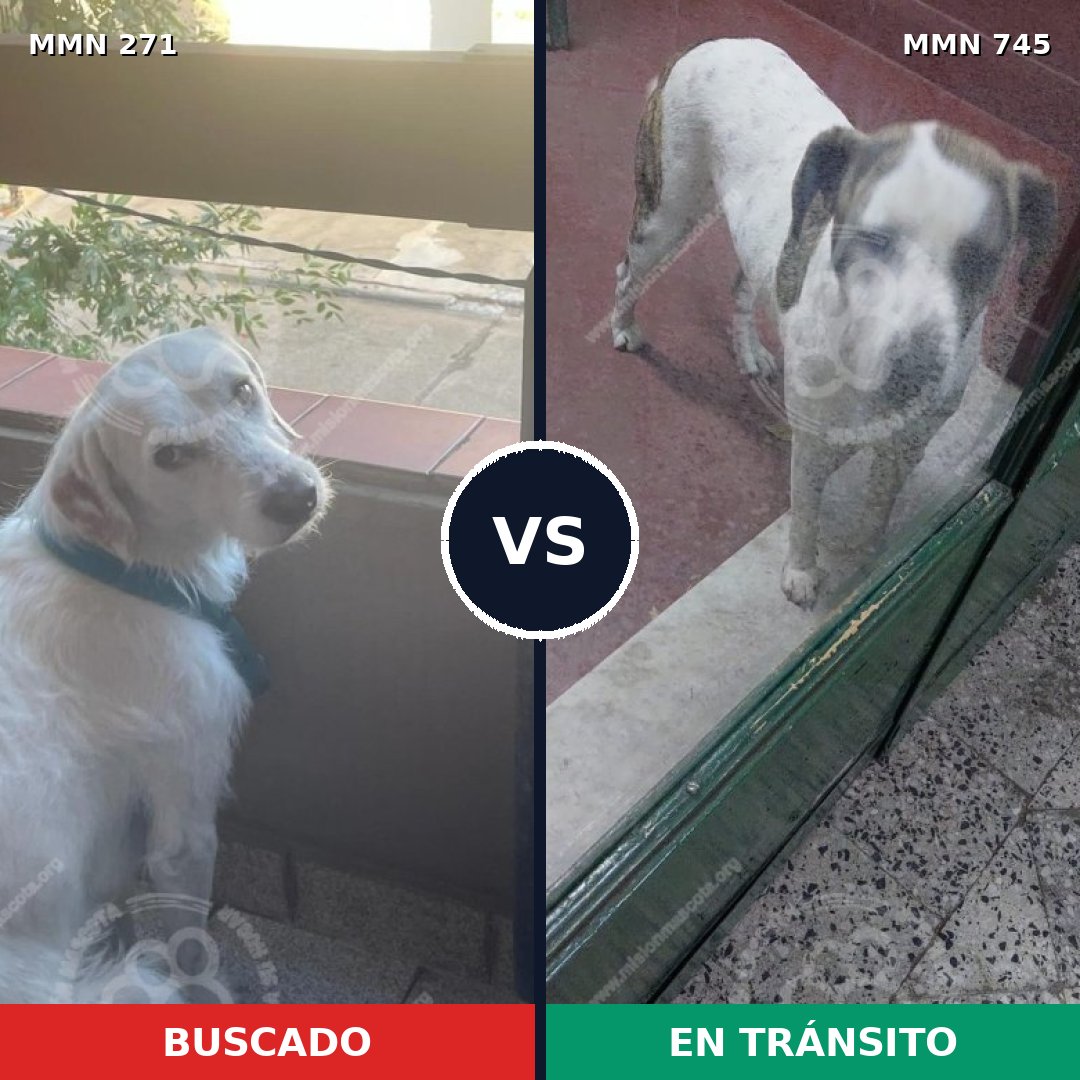 Comparativa MMS 18569: mascota perdida y mascota encontrada, 49% de similitud