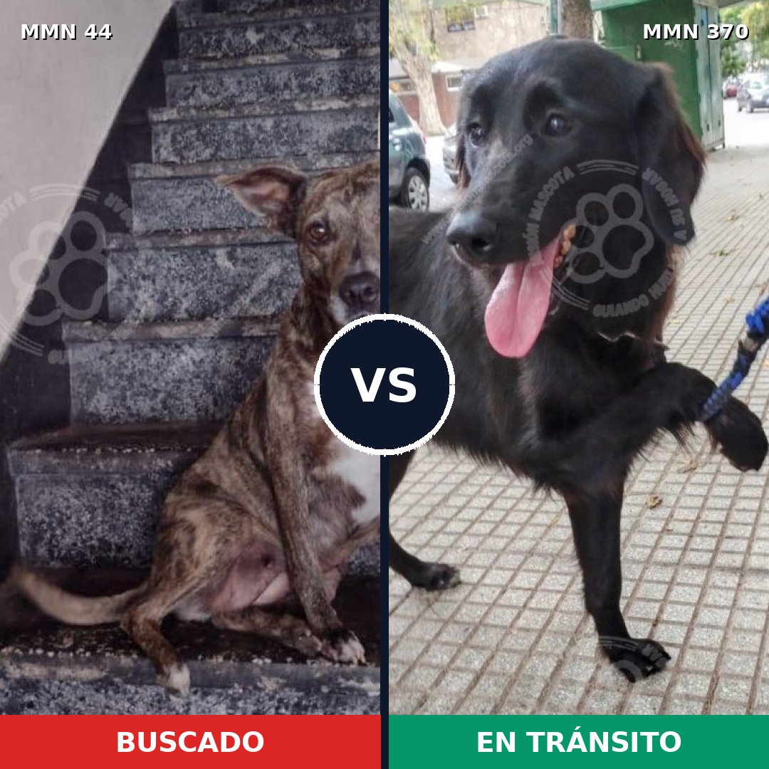 Comparativa MMS 1857: mascota perdida y mascota encontrada, 61% de similitud