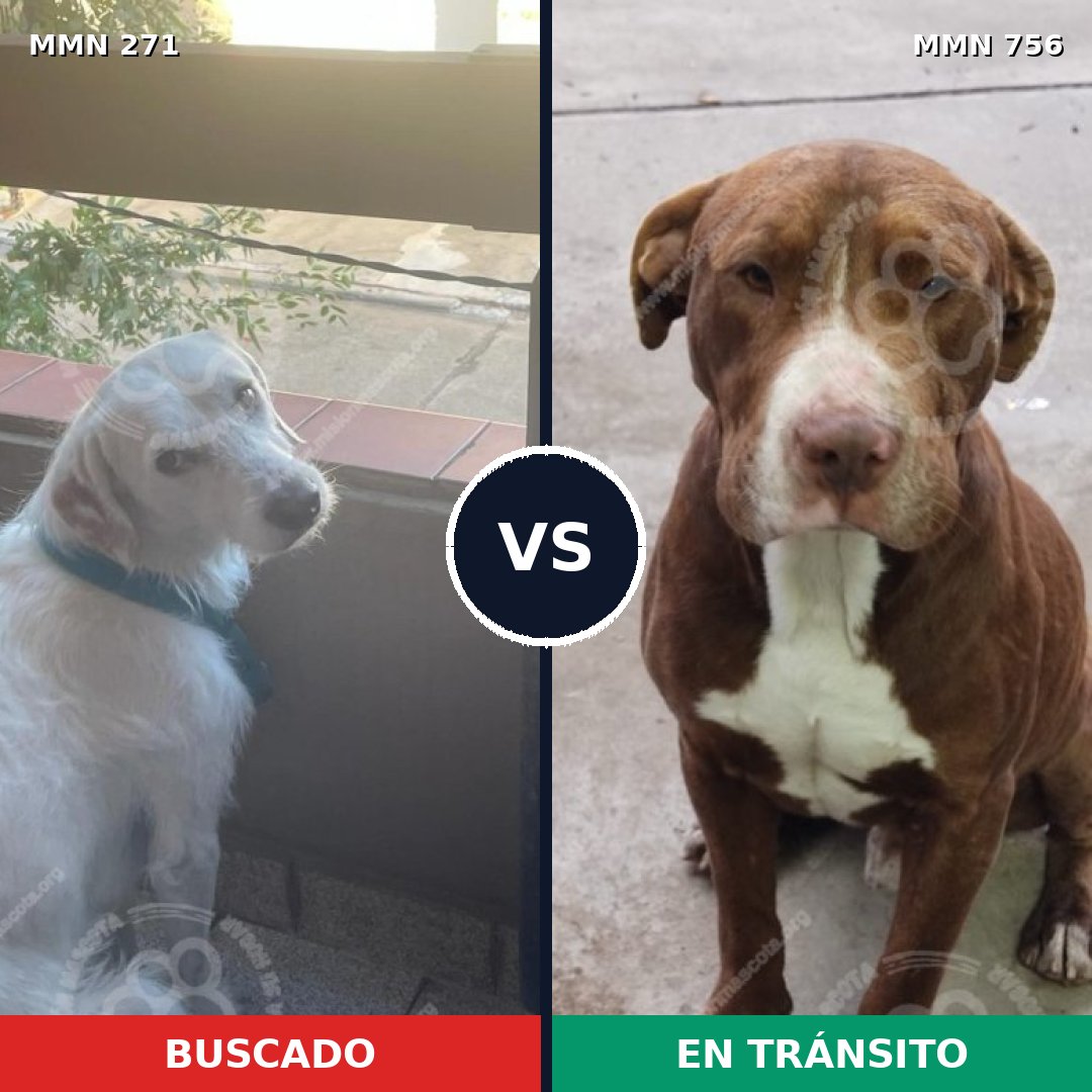 Comparativa MMS 18571: mascota perdida y mascota encontrada, 34% de similitud