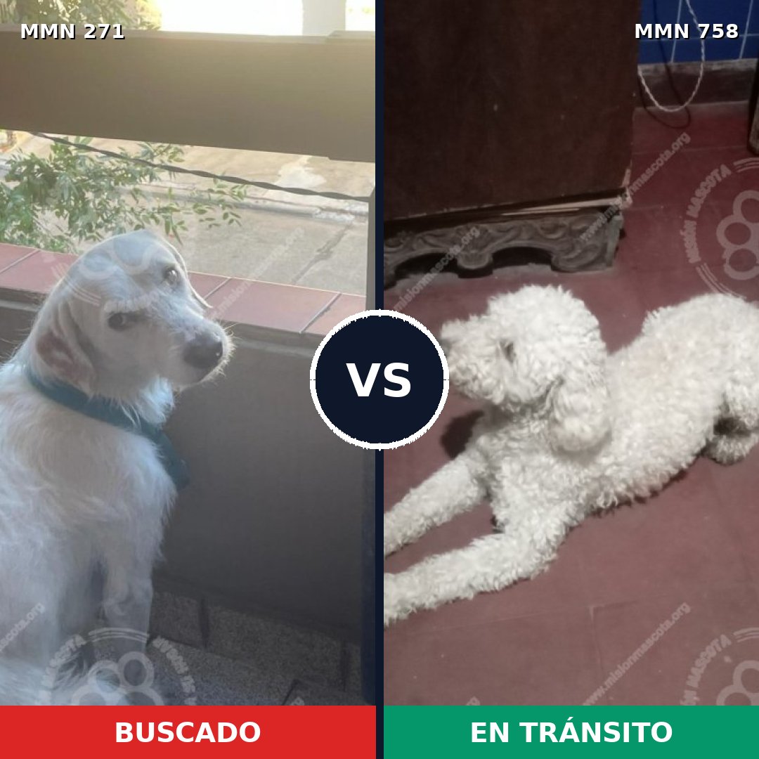 Comparativa MMS 18572: mascota perdida y mascota encontrada, 41% de similitud