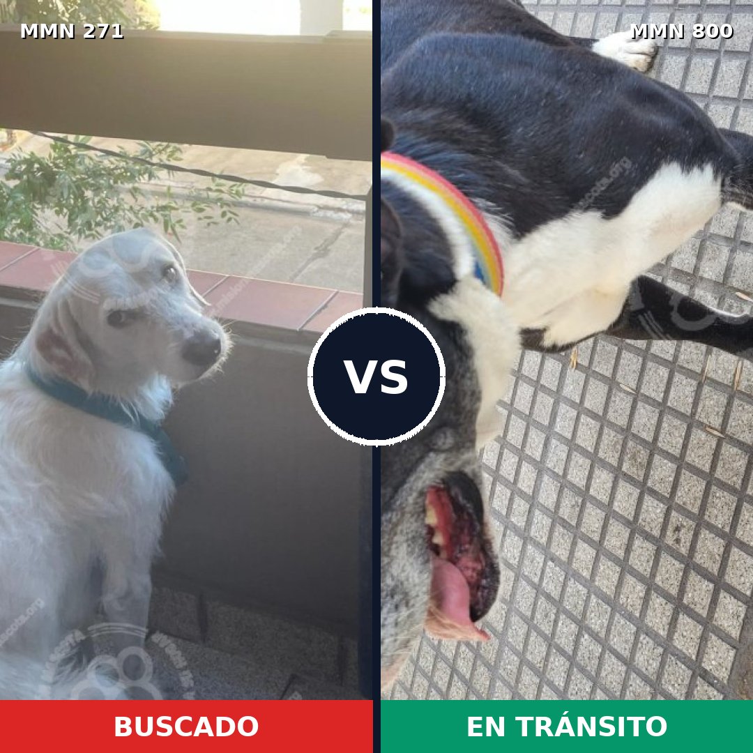 Comparativa MMS 18573: mascota perdida y mascota encontrada, 32% de similitud
