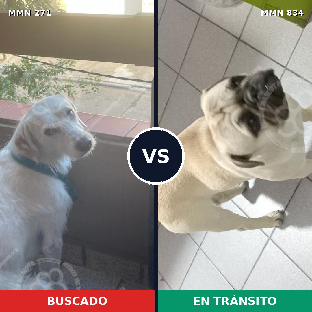 Comparativa MMS 18574: mascota perdida y mascota encontrada, 25% de similitud