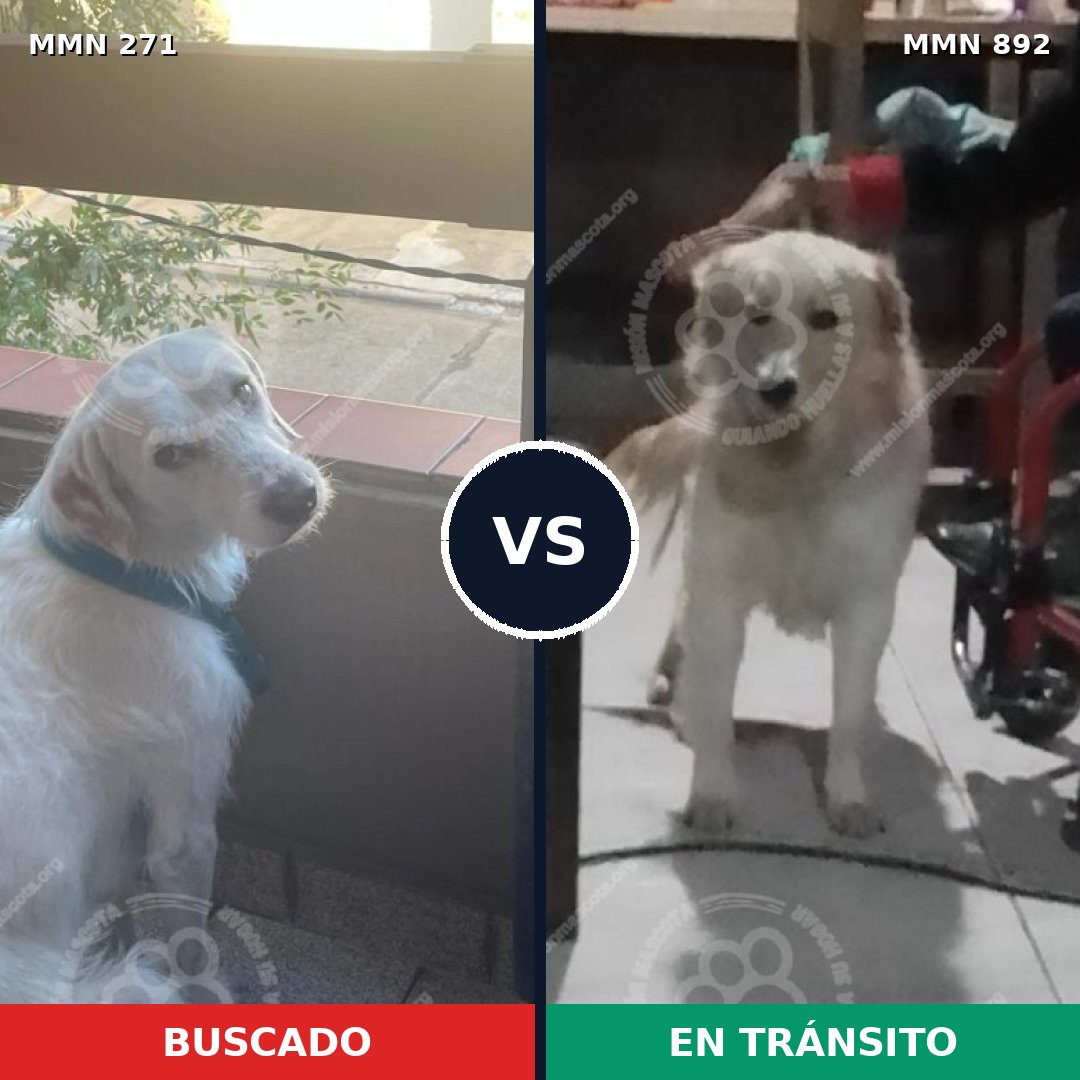 Comparativa MMS 18578: mascota perdida y mascota encontrada, 56% de similitud