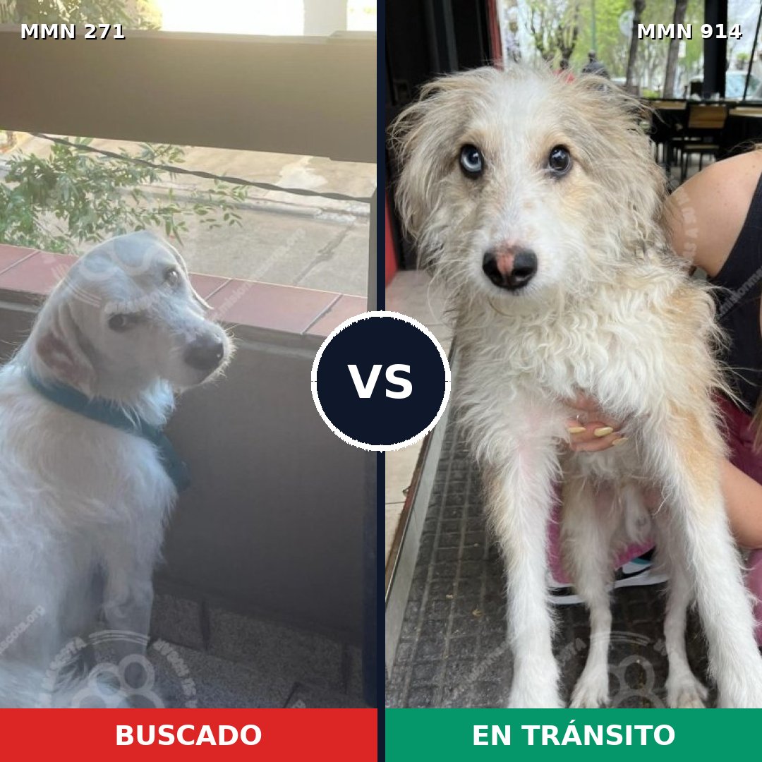 Comparativa MMS 18579: mascota perdida y mascota encontrada, 48% de similitud