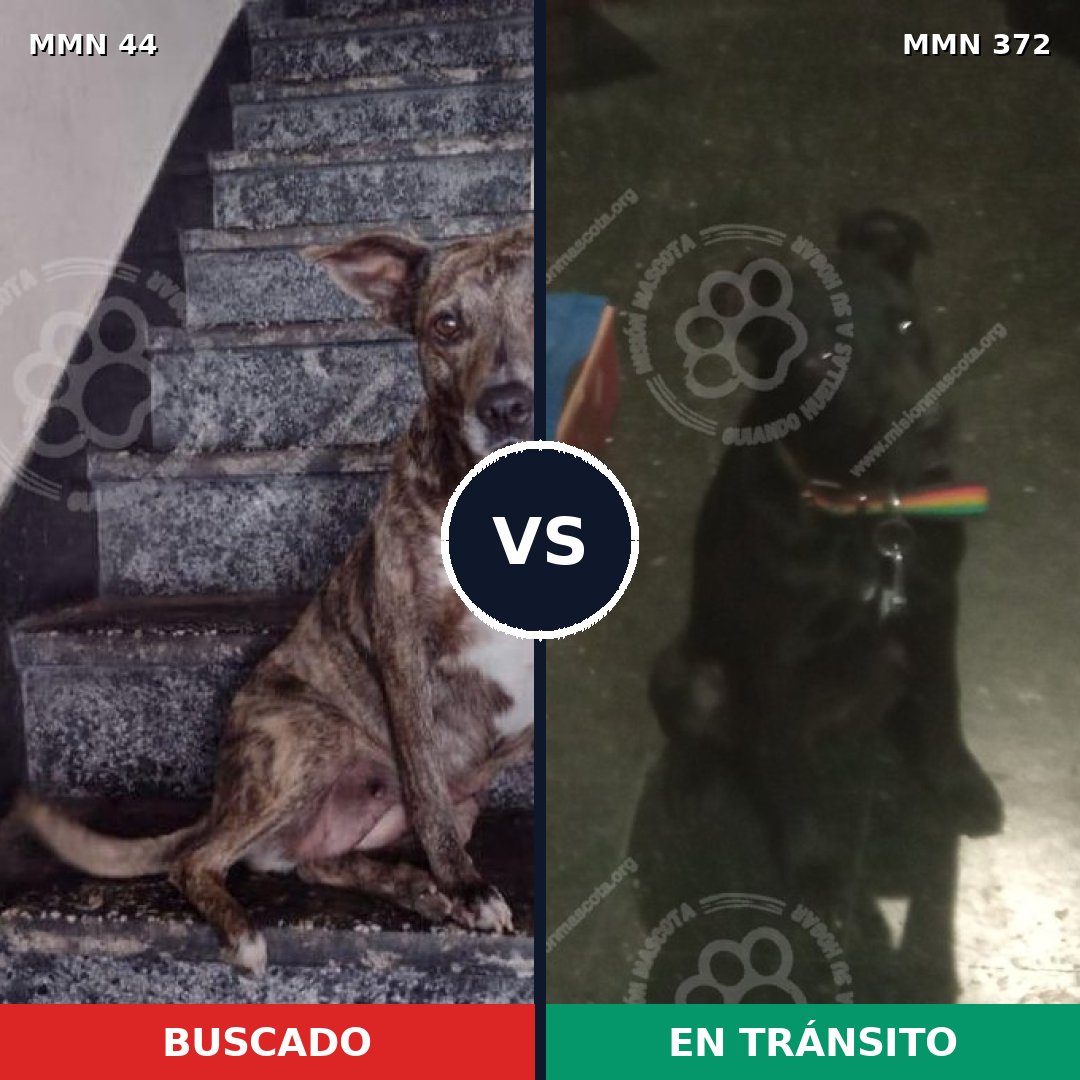 Comparativa MMS 1858: mascota perdida y mascota encontrada, 67% de similitud