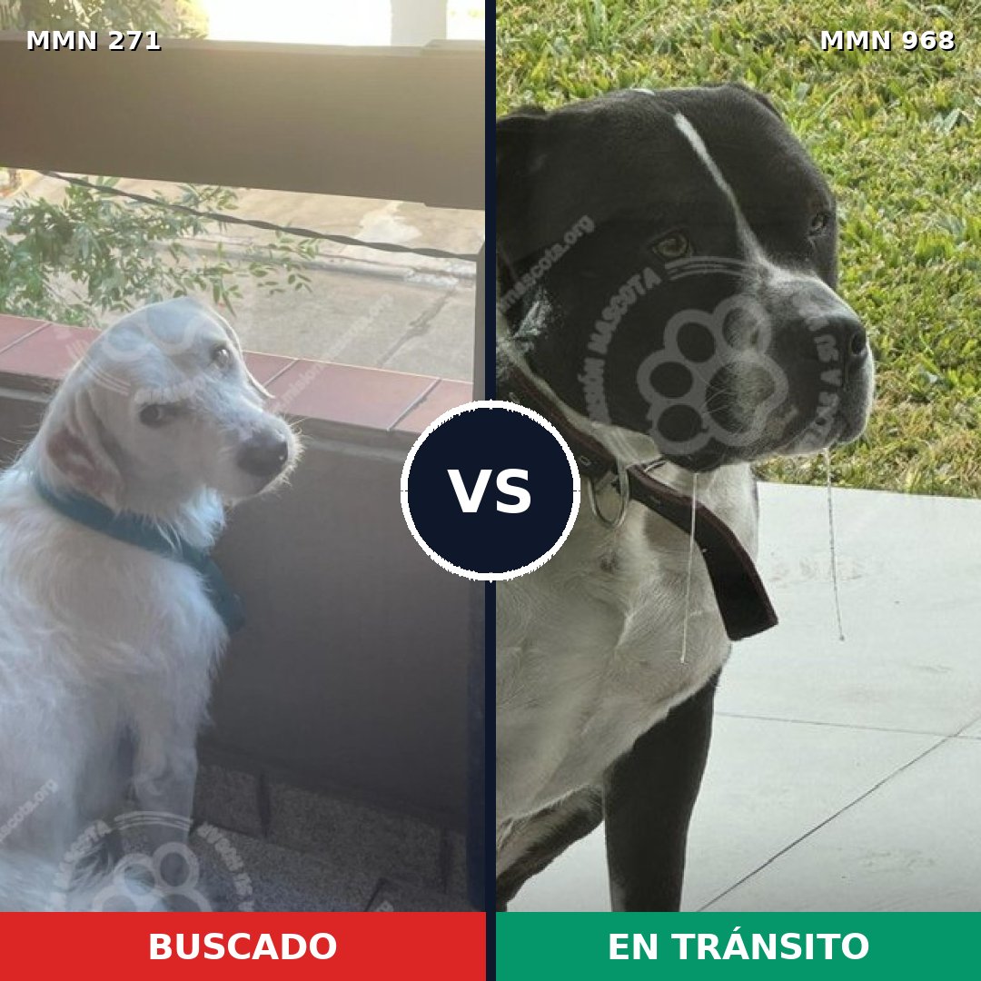 Comparativa MMS 18581: mascota perdida y mascota encontrada, 31% de similitud