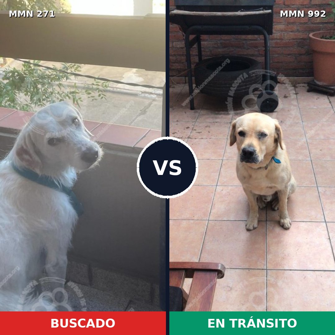 Comparativa MMS 18582: mascota perdida y mascota encontrada, 44% de similitud