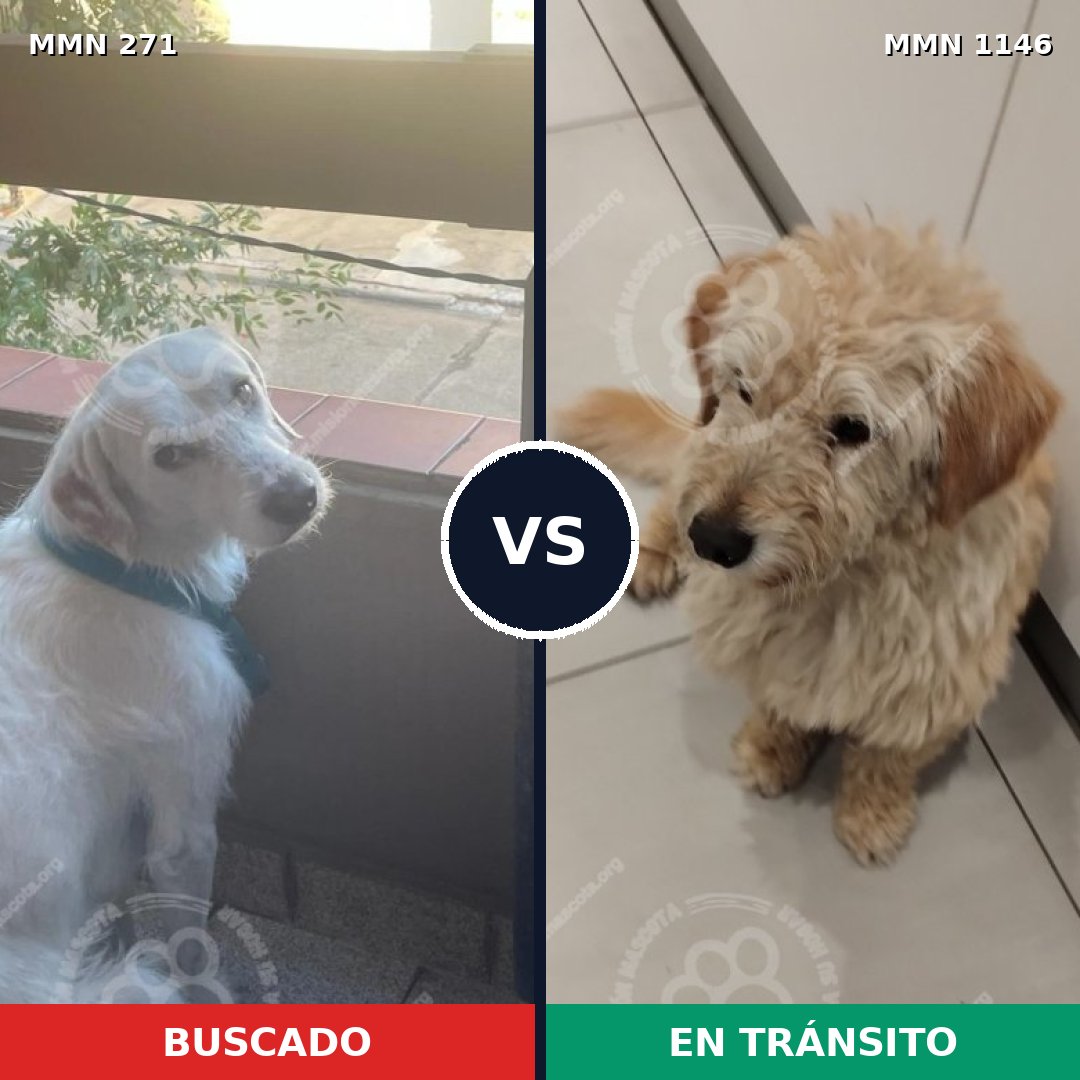 Comparativa MMS 18588: mascota perdida y mascota encontrada, 62% de similitud