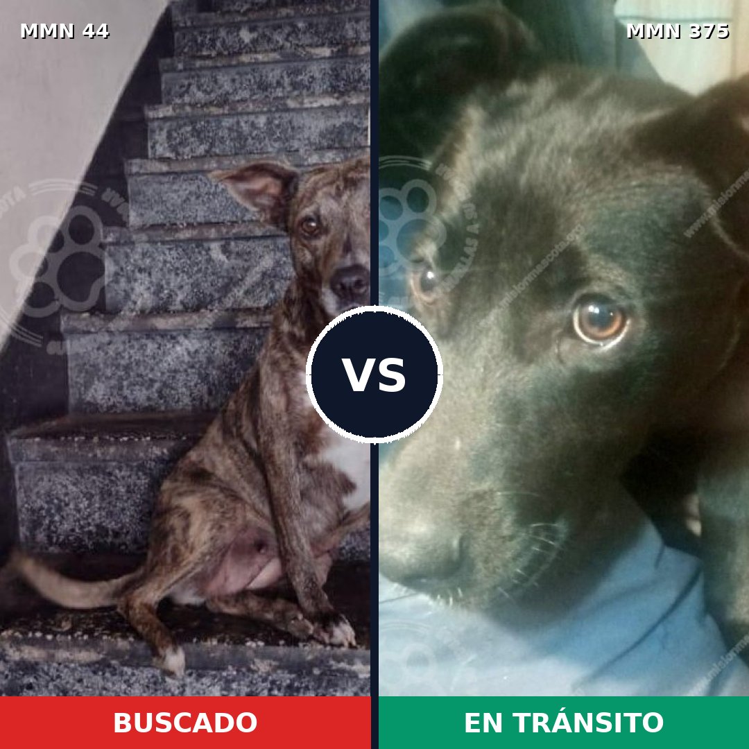 Comparativa MMS 1859: mascota perdida y mascota encontrada, 63% de similitud