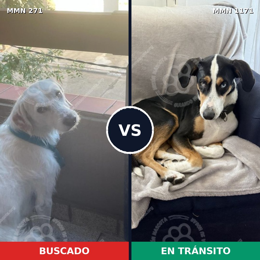 Comparativa MMS 18590: mascota perdida y mascota encontrada, 64% de similitud