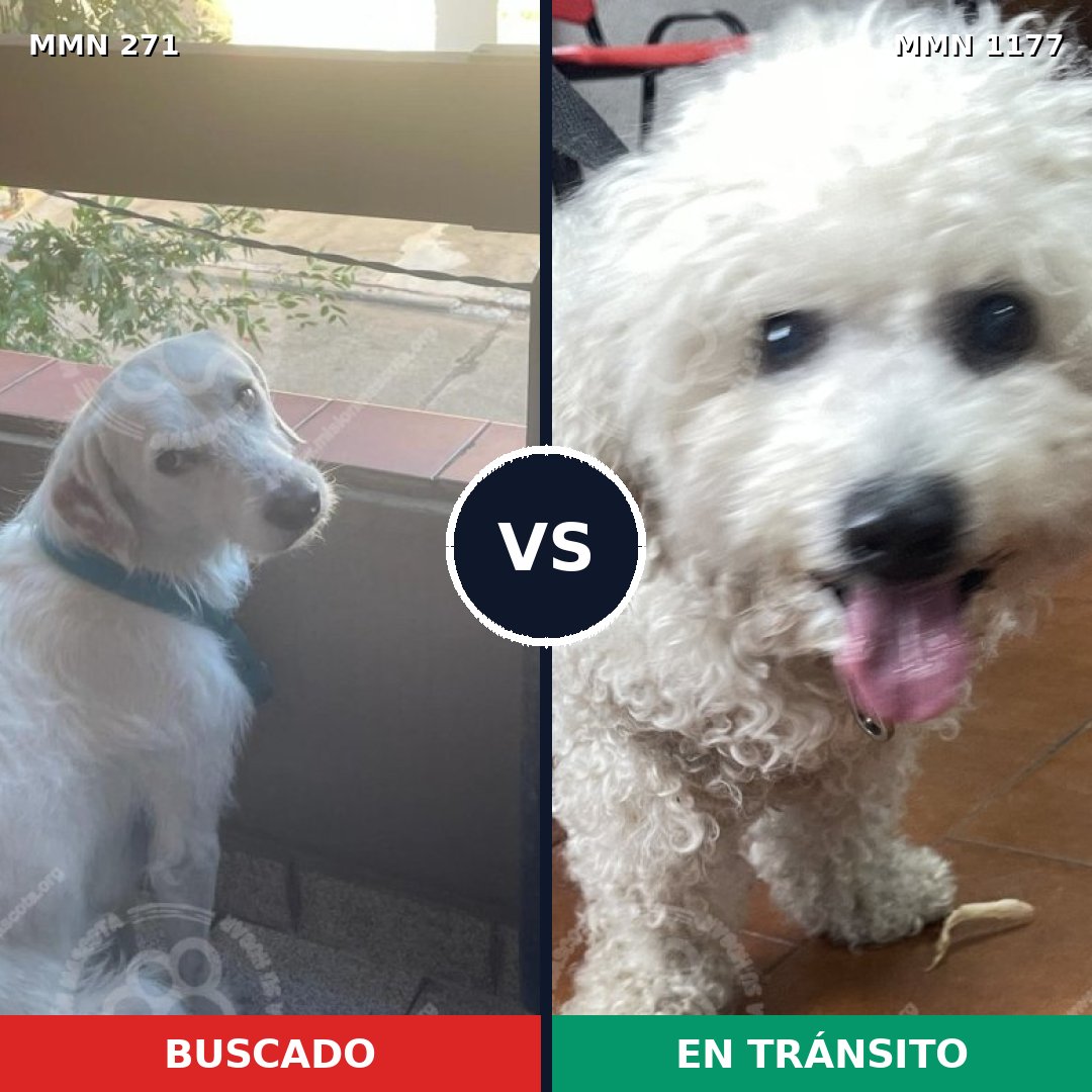 Comparativa MMS 18591: mascota perdida y mascota encontrada, 26% de similitud