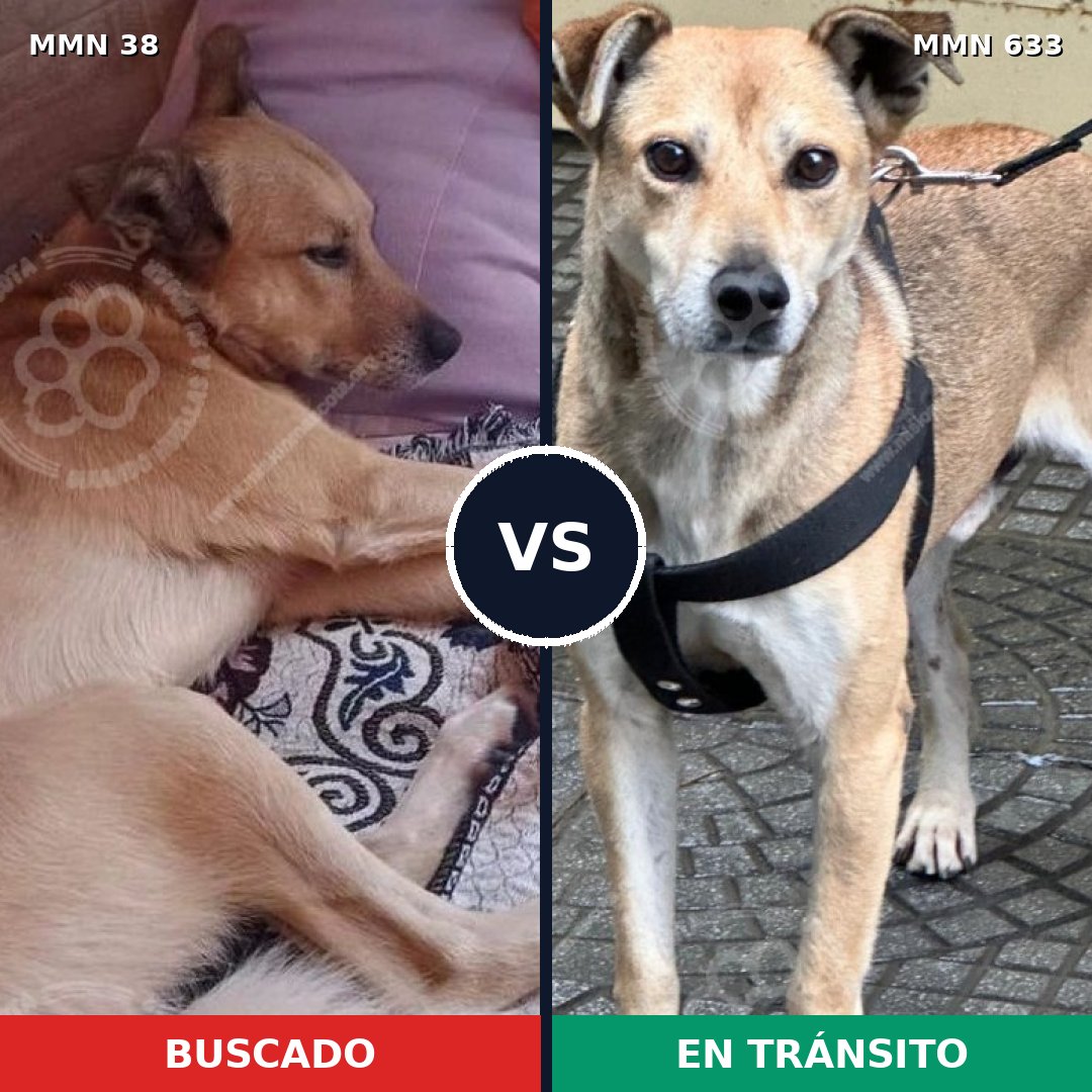Comparativa MMS 186: mascota perdida y mascota encontrada, 71% de similitud