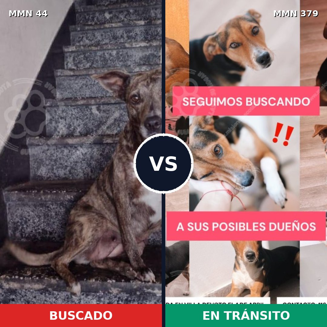 Comparativa MMS 1860: mascota perdida y mascota encontrada, 69% de similitud