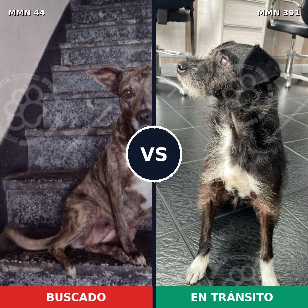 Comparativa MMS 1861: mascota perdida y mascota encontrada, 66% de similitud