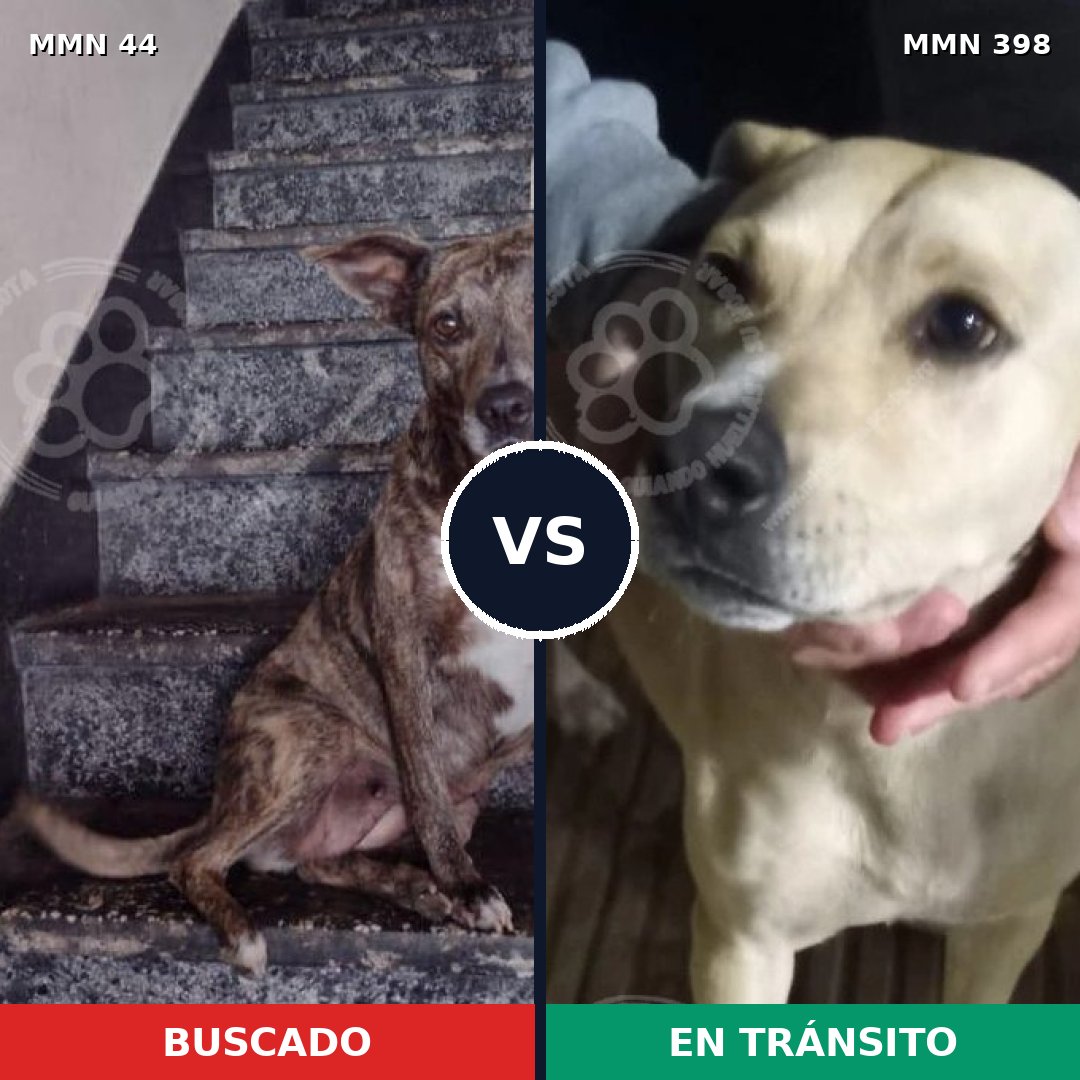 Comparativa MMS 1862: mascota perdida y mascota encontrada, 59% de similitud
