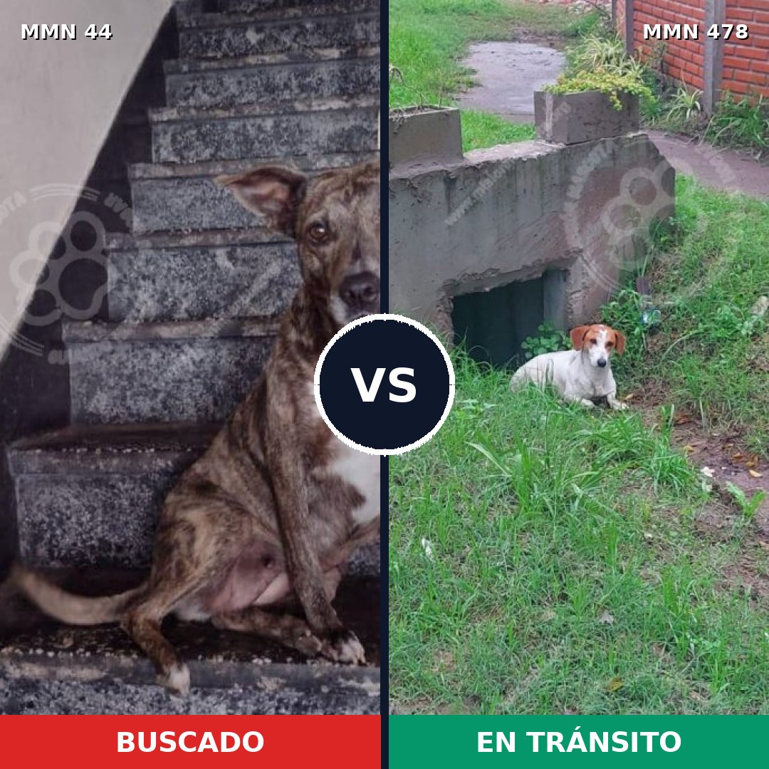 Comparativa MMS 1863: mascota perdida y mascota encontrada, 58% de similitud