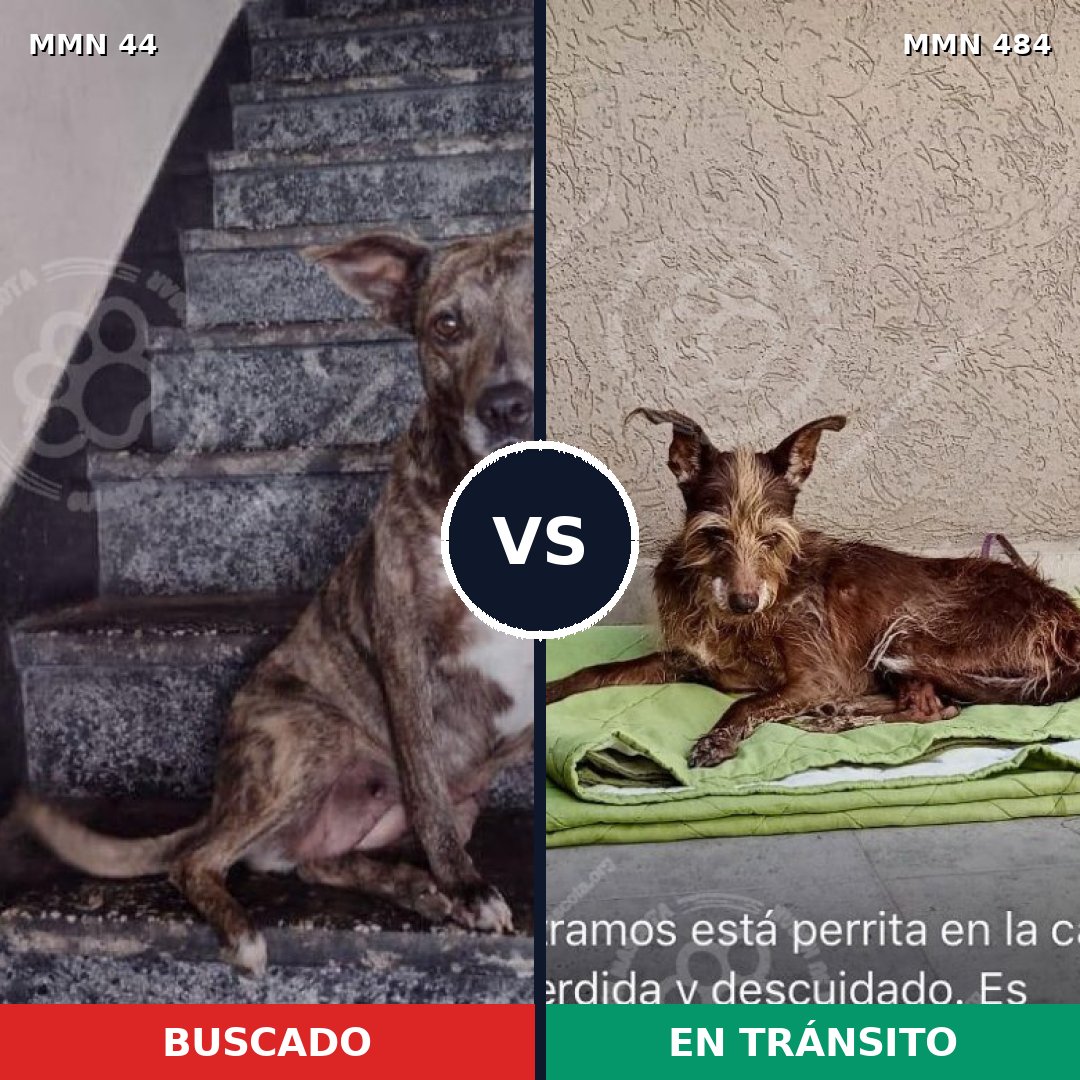 Comparativa MMS 1864: mascota perdida y mascota encontrada, 62% de similitud