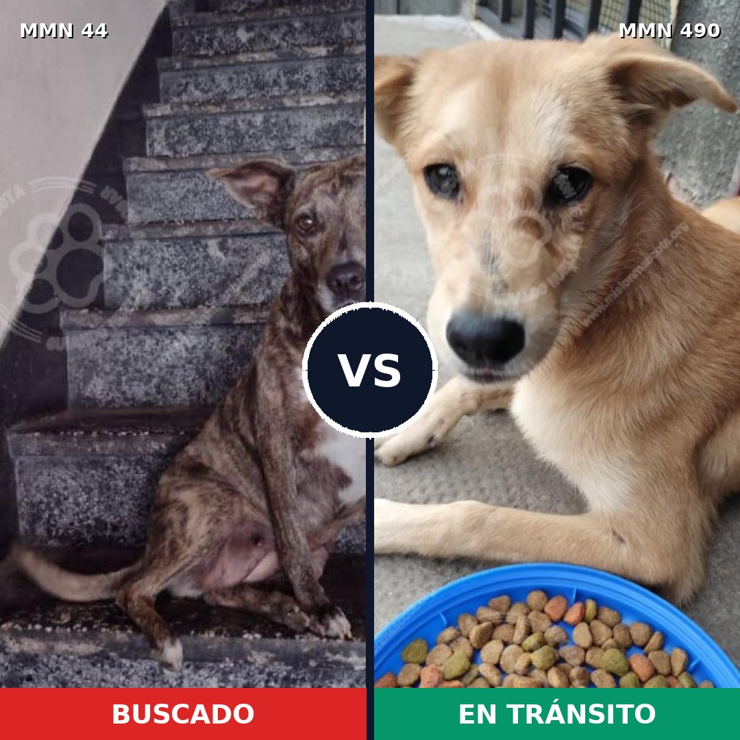 Comparativa MMS 1866: mascota perdida y mascota encontrada, 48% de similitud