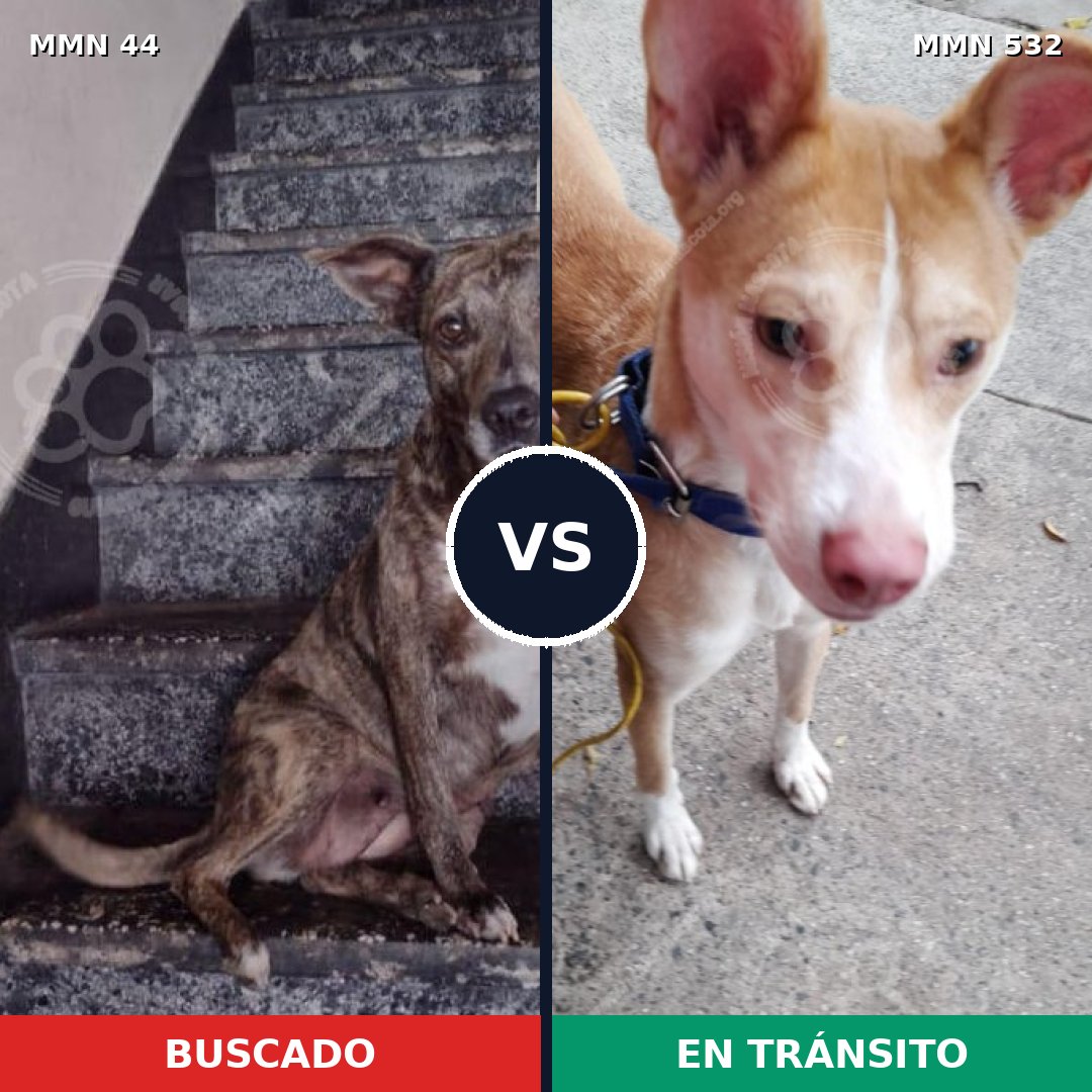 Comparativa MMS 1867: mascota perdida y mascota encontrada, 65% de similitud