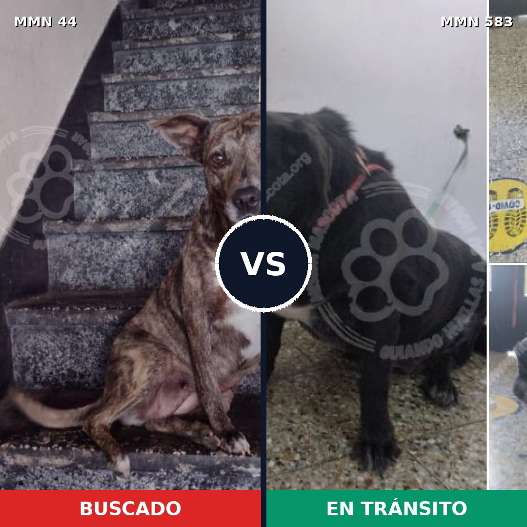 Comparativa MMS 1868: mascota perdida y mascota encontrada, 64% de similitud