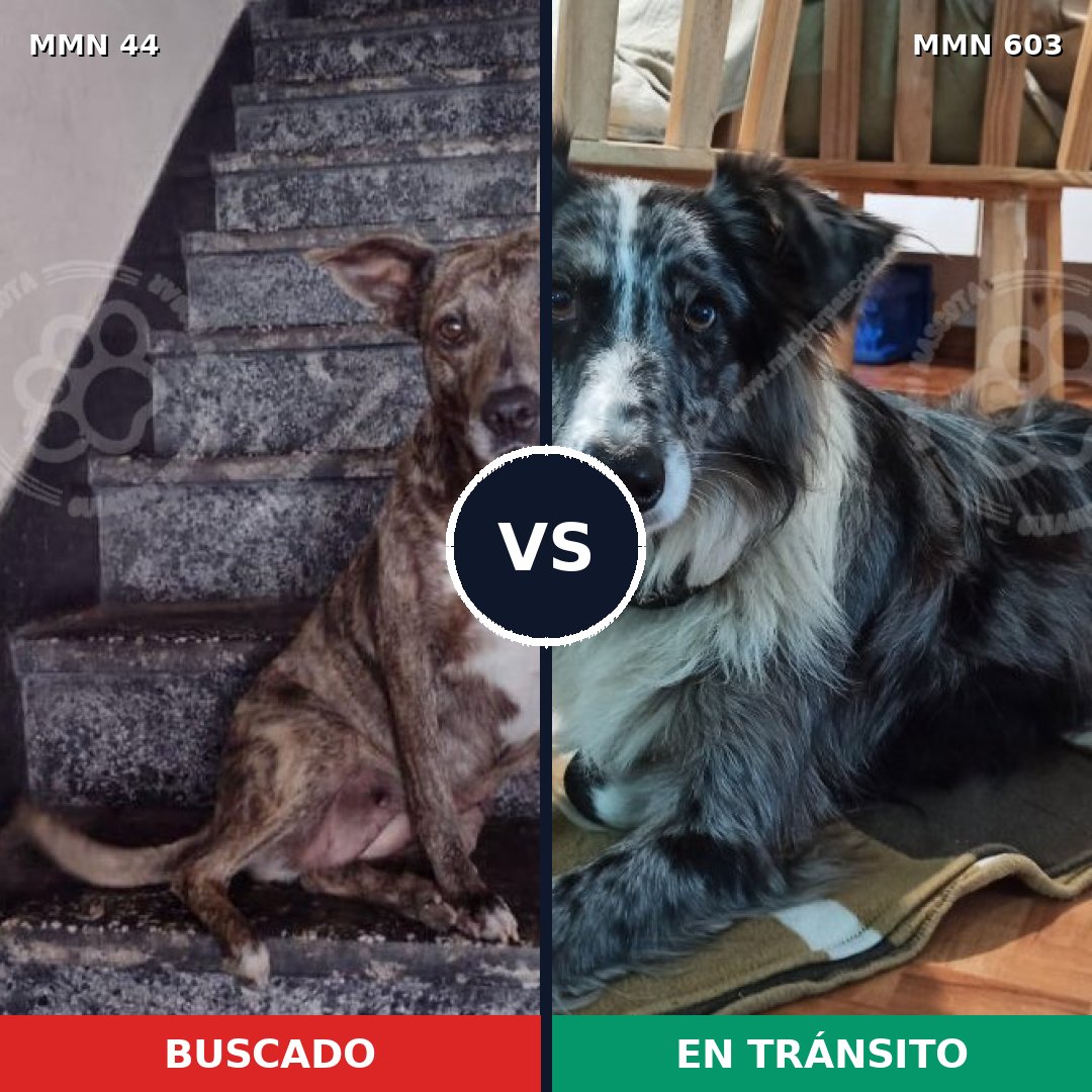 Comparativa MMS 1869: mascota perdida y mascota encontrada, 50% de similitud