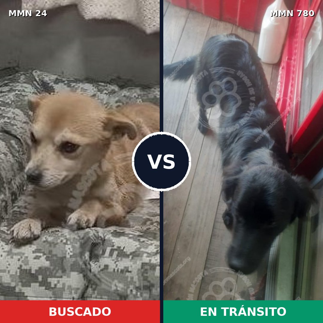 Comparativa MMS 18694: mascota perdida y mascota encontrada, 47% de similitud