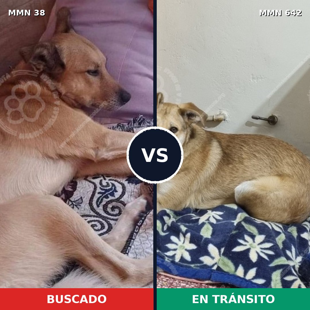 Comparativa MMS 187: mascota perdida y mascota encontrada, 59% de similitud