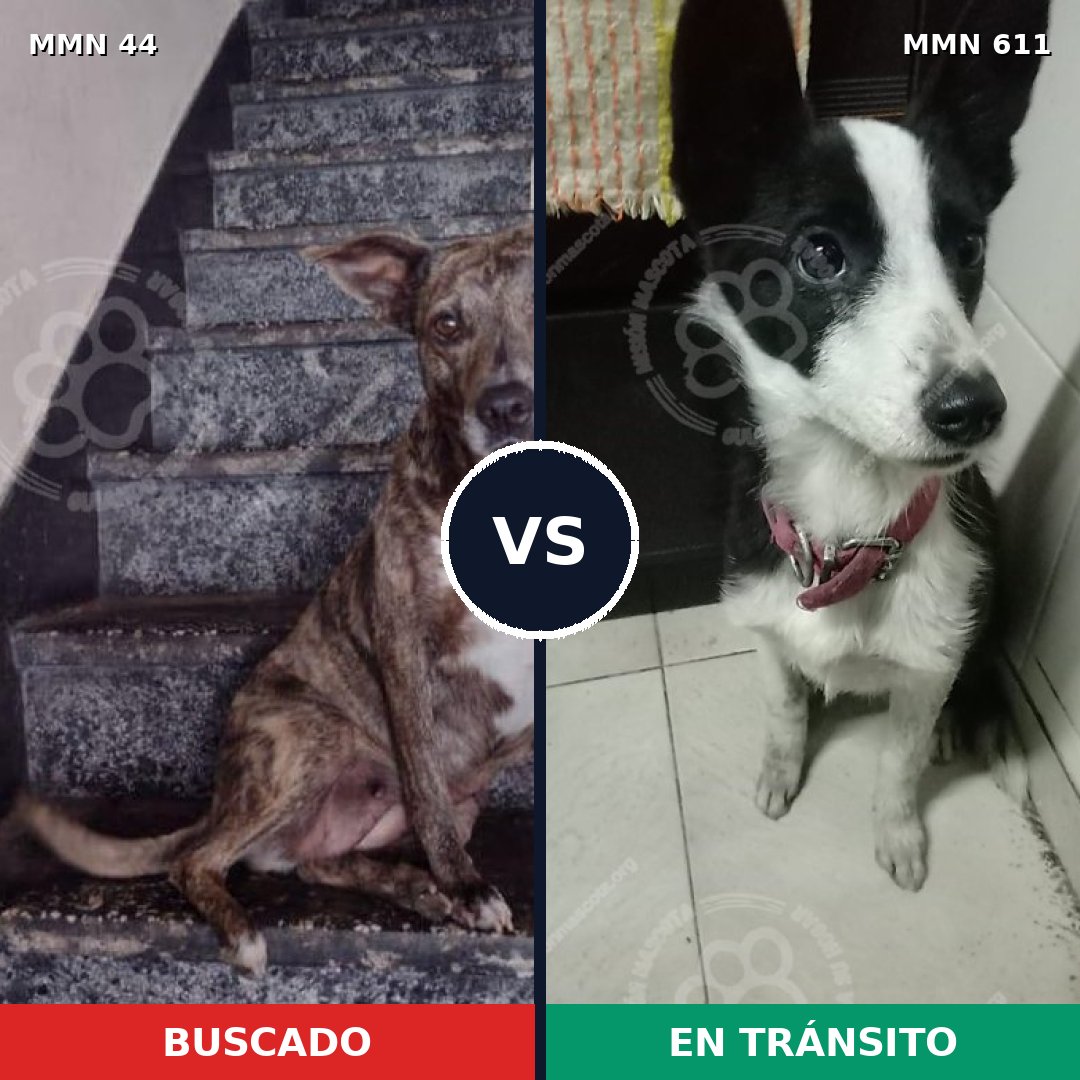 Comparativa MMS 1870: mascota perdida y mascota encontrada, 65% de similitud