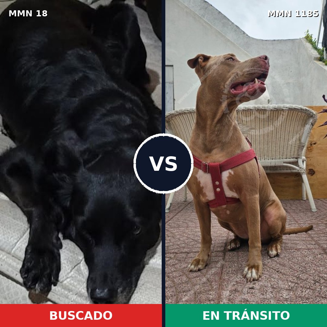 Comparativa MMS 18700: mascota perdida y mascota encontrada, 50% de similitud