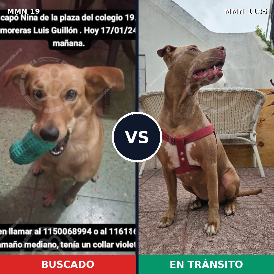 Comparativa MMS 18701: mascota perdida y mascota encontrada, 32% de similitud