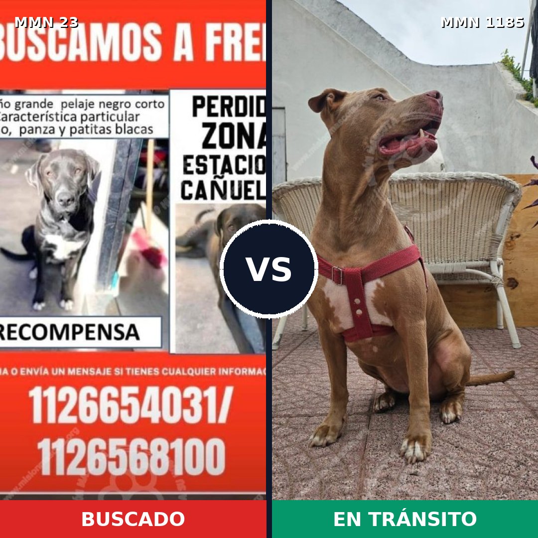Comparativa MMS 18702: mascota perdida y mascota encontrada, 52% de similitud