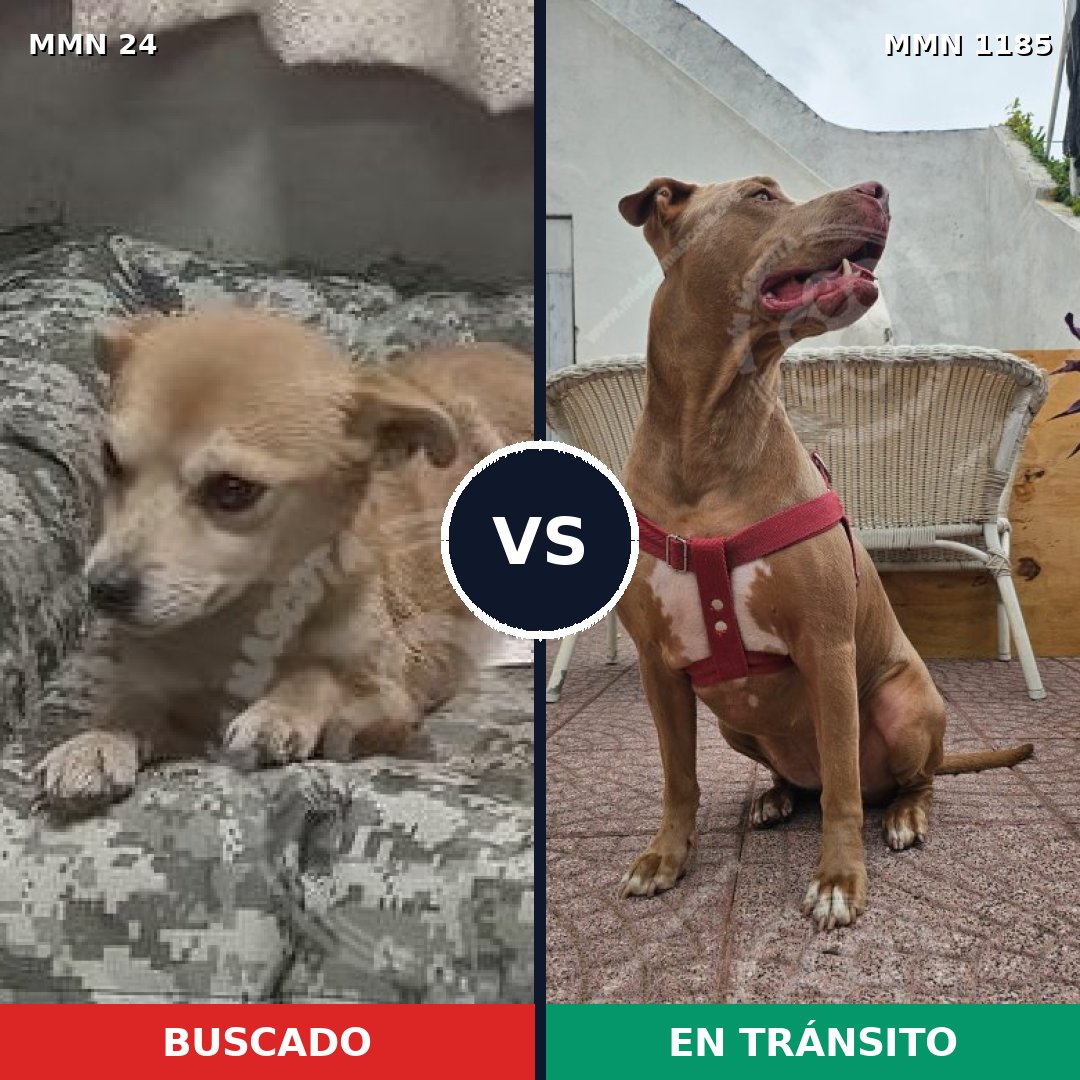 Comparativa MMS 18703: mascota perdida y mascota encontrada, 24% de similitud