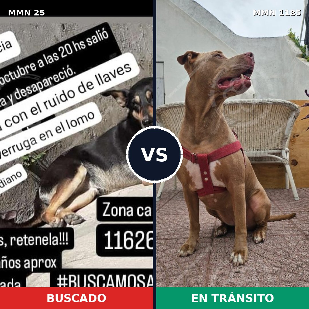 Comparativa MMS 18704: mascota perdida y mascota encontrada, 28% de similitud