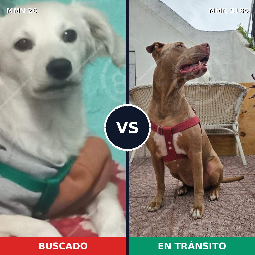Comparativa MMS 18705: mascota perdida y mascota encontrada, 0% de similitud
