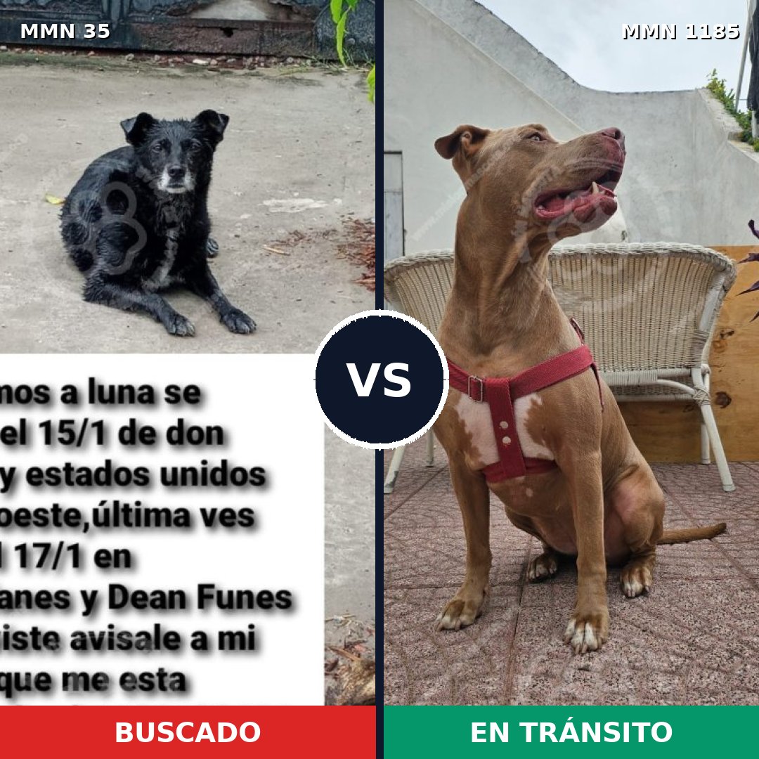 Comparativa MMS 18706: mascota perdida y mascota encontrada, 46% de similitud