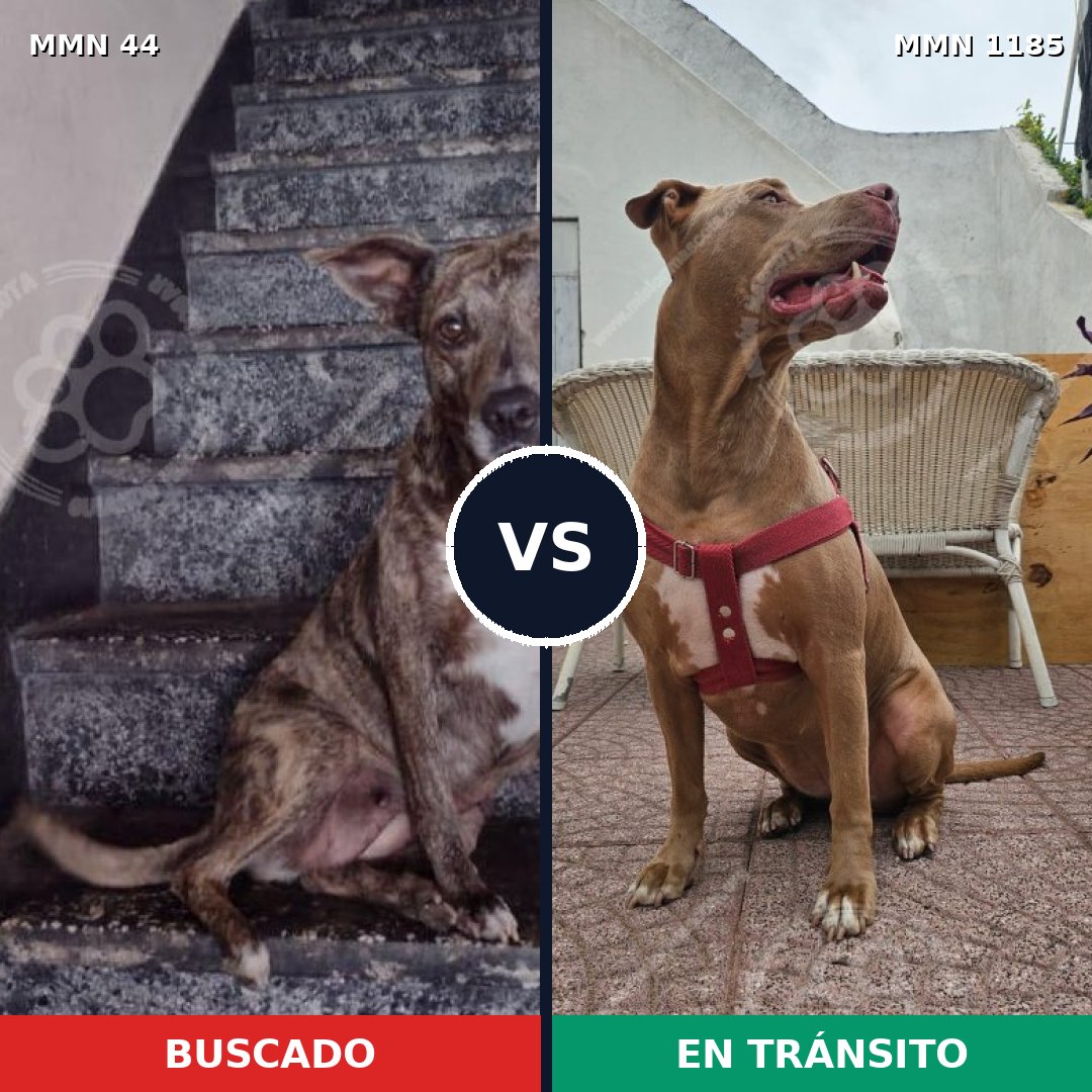 Comparativa MMS 18707: mascota perdida y mascota encontrada, 40% de similitud