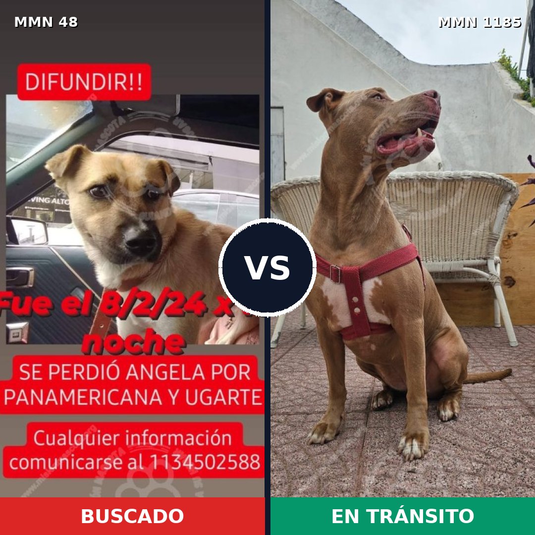 Comparativa MMS 18708: mascota perdida y mascota encontrada, 40% de similitud